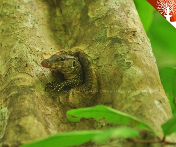 Langkawi: Kilim River Mangrove Safari Kayaking Tour