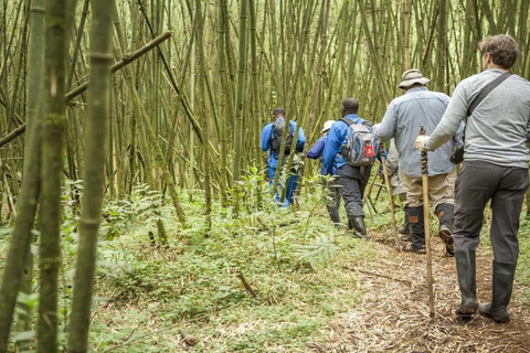 Kigali: 7-Day Safari, Wildlife Immersion, Big 5 to Gorillas