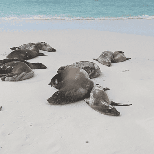 Private Tour: Charles Darwin Station & Tortuga Bay Beach