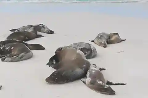 Galapagos: tour privato della Stazione Charles Darwin e della Baia di Tortuga