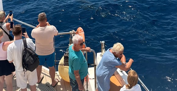PALMA CRUISES: Delfinbeobachtung am Morgen