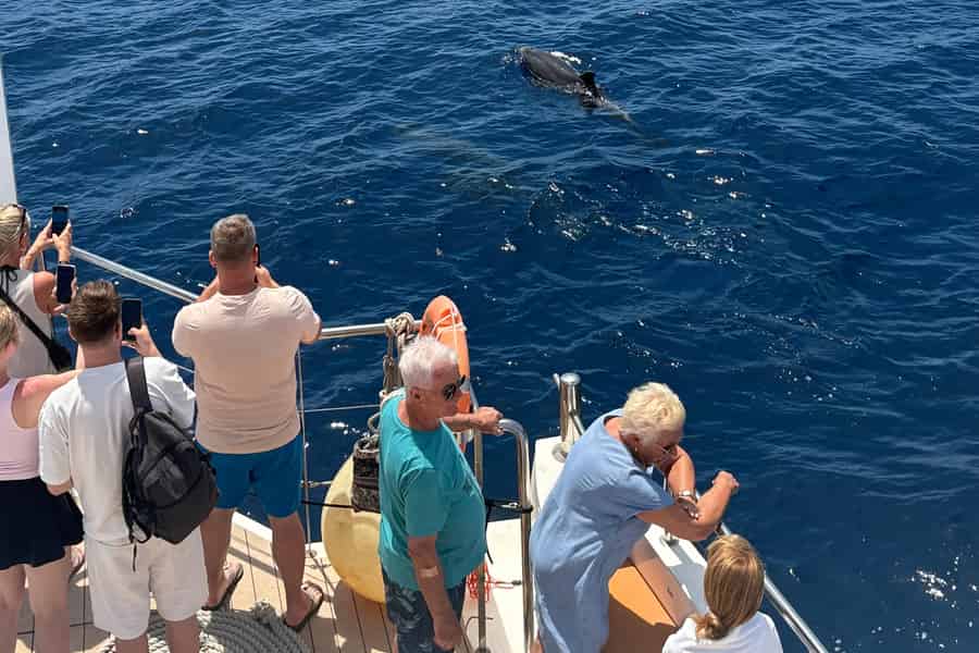 PALMA CRUISES: Delfinbeobachtung am Morgen. Foto: GetYourGuide