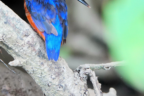 Port Douglas: Cape Tribulation Private Rainforest Tour