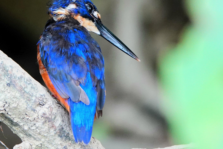 Port Douglas: Cape Tribulation Private Rainforest Tour