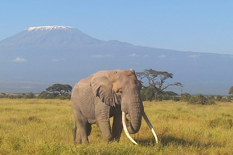 OVER NIGHT AMBOSELI PARK FROM NAIROBI BUDGET SAFARI.