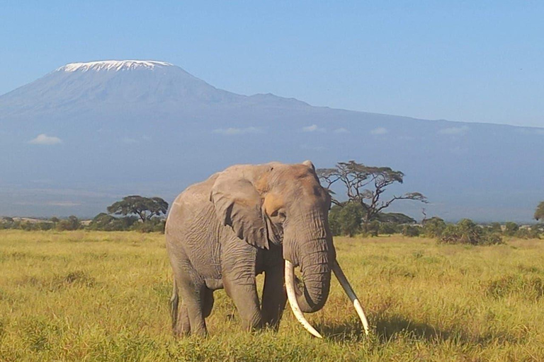 OVER NIGHT AMBOSELI PARK FROM NAIROBI BUDGET SAFARI.