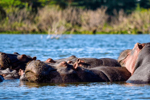 Safari im Nairobi-Nationalpark mit Abholung und RücktransportSafari, Sheldrick&#039;s &amp; Giraffe Center: Private Option