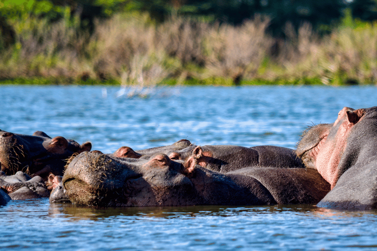 Safari im Nairobi-Nationalpark mit Abholung und RücktransportSafari, Sheldrick&#039;s &amp; Giraffe Center: Private Option