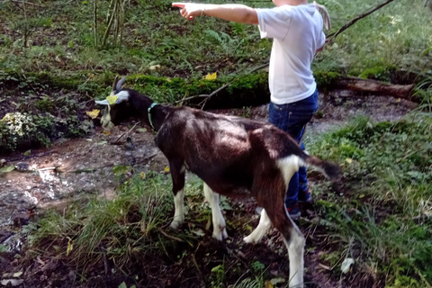 Luvigny: a unique discovery walk with goats Luvigny: An unusual discovery walk with goats