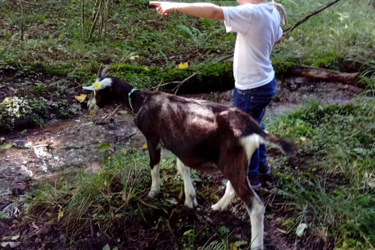 Luvigny: a unique discovery walk with goats Luvigny: An unusual discovery walk with goats