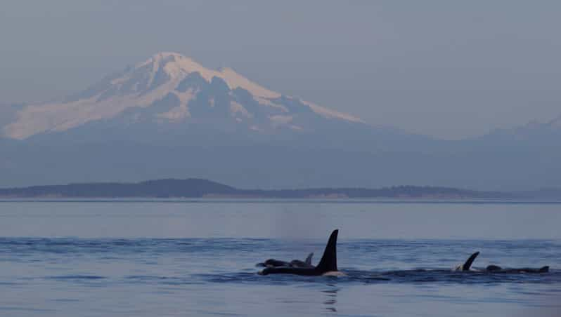 Whale Watching Tour in Victoria, BC | GetYourGuide