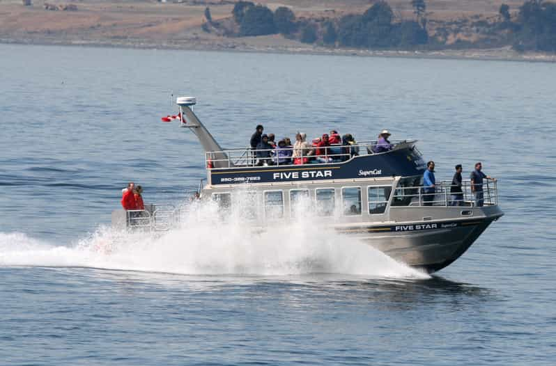 Whale Watching Tour in Victoria, BC | GetYourGuide