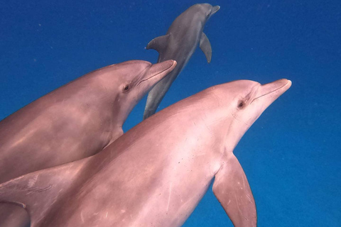 Tour dei delfini e nuoto con le tartarughe marine e grotta di Kuza