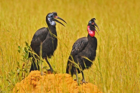 13-dniowe safari w Ugandzie z ptakami i dziką przyrodą