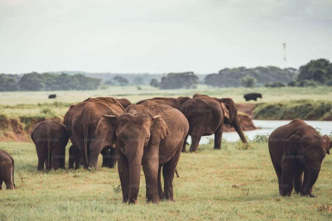 Sri Lanka : Excursión de 2 días a Sigiriya, Dambulla y Kandy