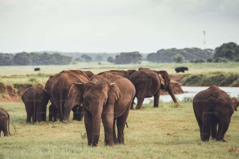 Sri Lanka : 2-Day Tour to Sigiriya, Dambulla, and Kandy