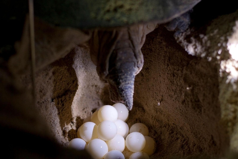 Sal Island: Night Turtle Watching Experience
