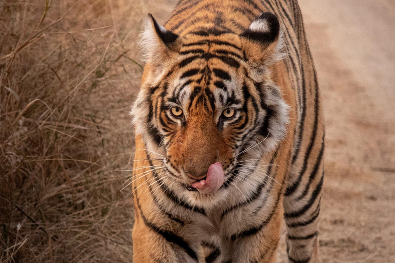 5-Day Trip to Khajuraho, Orchha, Gwalior & Jhansi from Delhi Private Transport + English Guide + 3 Star Accommodation.