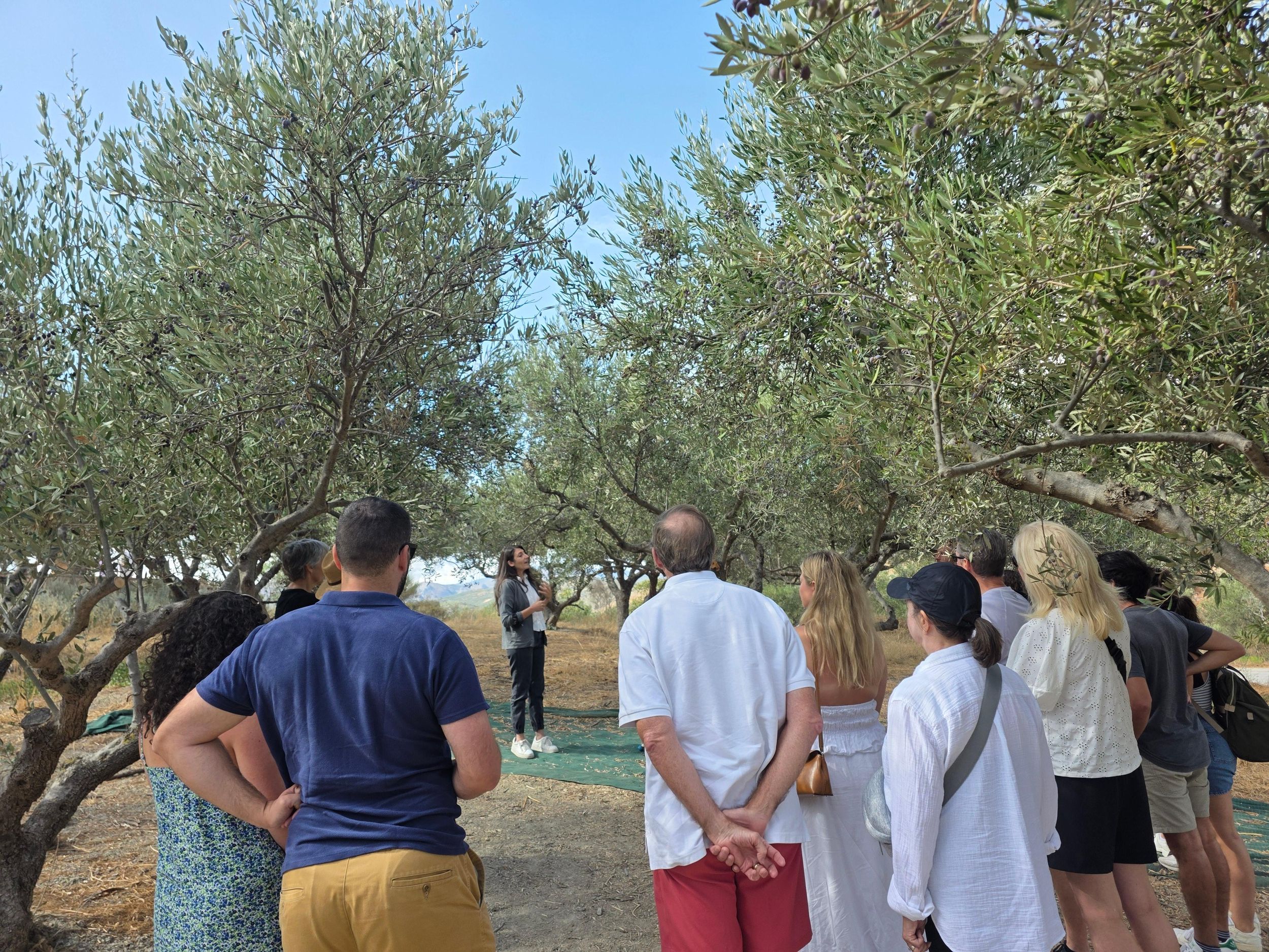 Oliven-Tour in Chania: 3.000 Jahre alter Baum, Museum und Bio-Mühle