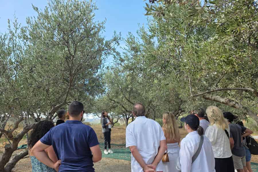 Oliven-Tour in Chania: 3.000 Jahre alter Baum, Museum und Bio-Mühle. Foto: GetYourGuide Oliven-Tour in Chania: 3.000 Jahre alter Baum, Museum und Bio-Mühle. Foto: GetYourGuide