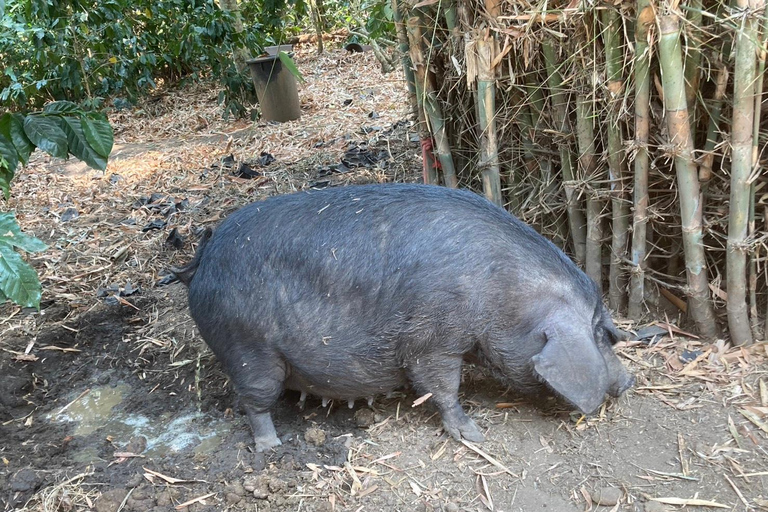 Chiang Mai: Cultura Karen, caffè e natura