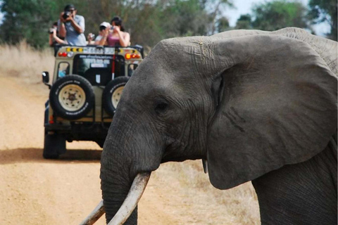 Zanzibar : Excursion d&#039;une journée au parc national de Mikumi avec vols