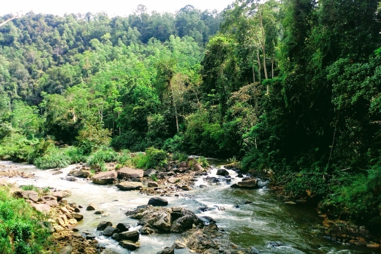 Prywatna i spersonalizowana wycieczka po lesie deszczowym Sinharaja
