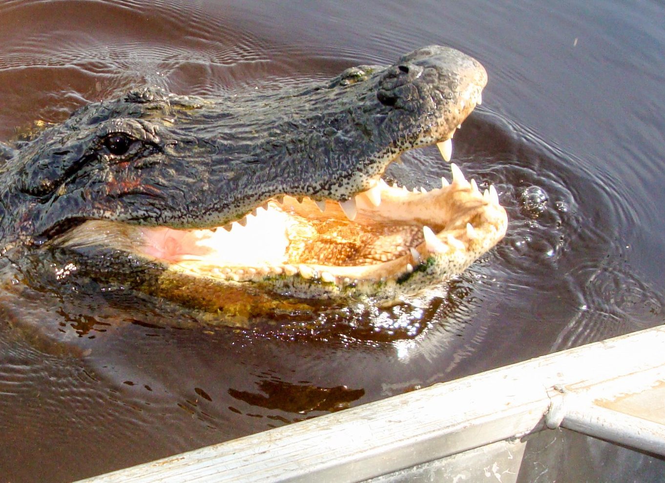 Everglades: Mangrove Maze Airboat Tour og Boardwalk