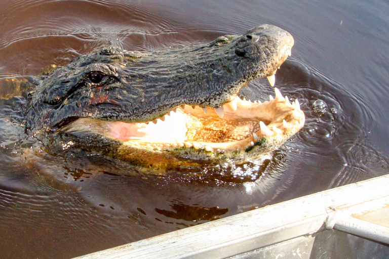 Everglades: Mangrove Maze Airboat Tour and Boardwalk Everglades: Airboat Tour, Buggy Tour, and Boardwalk