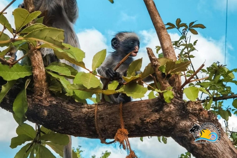 Wycieczka z delfinami Mnemba, las Jozani i restauracja The RockMiejsce zbiórki wyłącznie w Mnemba Transfer Point