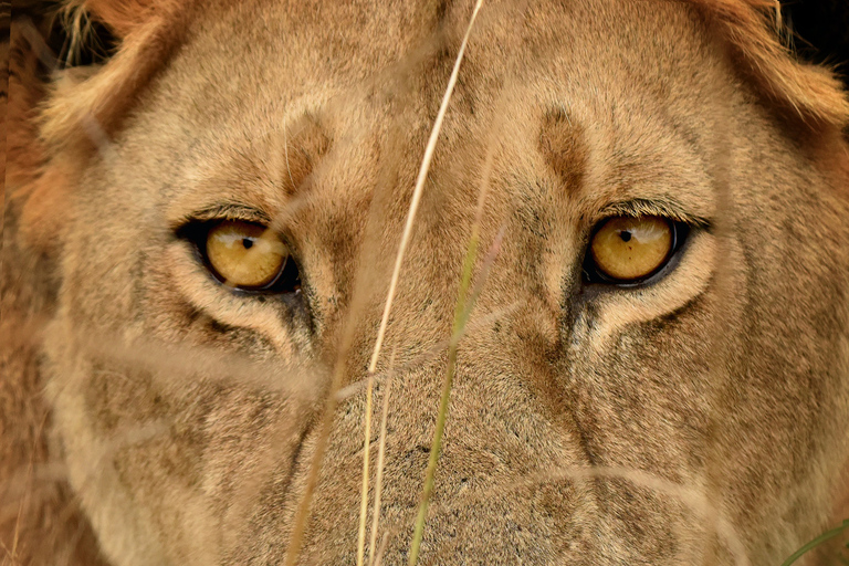 7-dniowe safari z szympansami i gorylami w Ugandzie