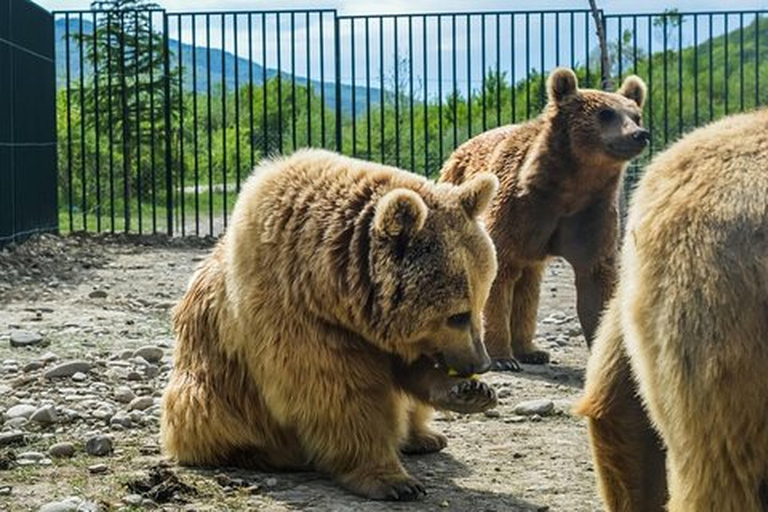 From Tbilisi: Sabaduri Forest, Chronicles & Bear Zoo