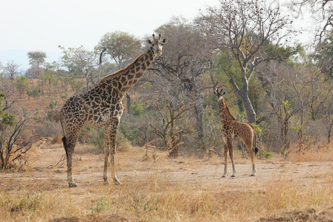 DAGTRIP VAN ZANZIBAR NAAR NYERERE NATIONAAL PARK PER VLUCHT