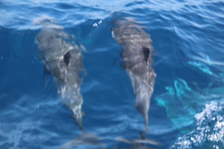 Wyspa Sal: Rejsy katamaranem na wyspie Sal