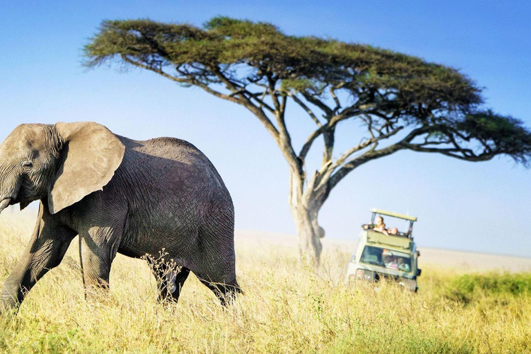 Serengeti : Safari de 5 jours avec traversée de la rivière Mara