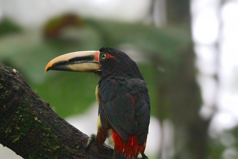 Cloud forest birding,butterflies and chocolate tasting