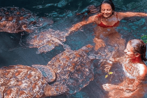 Zanzibar: Baraka Aquarium and Sea Turtle Swim with Transport Baraka Aquarium with Transfer