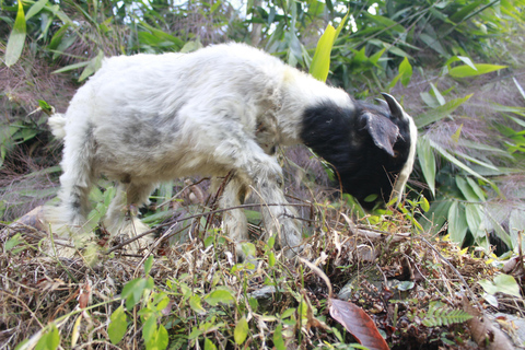 De Katmandu: Caminhada de 5 dias em Poon Hill e Ghandruk