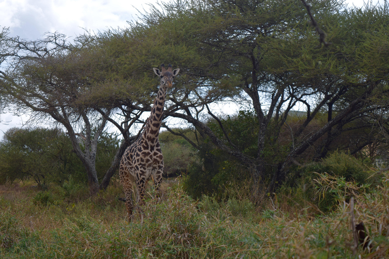 Arusha: Paseo con jirafas