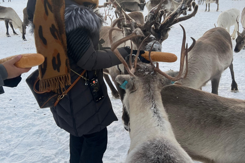 Tromsø: Experiência com renas em um acampamento de samiExperiência particular com renas no sami-camp