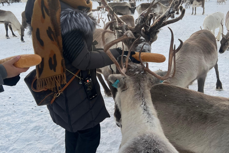 Tromsø: Rendierervaring in sami-kampRendier privé belevenis in sami-kamp