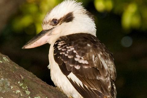Cairns: Half-Day Premium 4WD Rainforest & Waterfall Tour Half Day Tour