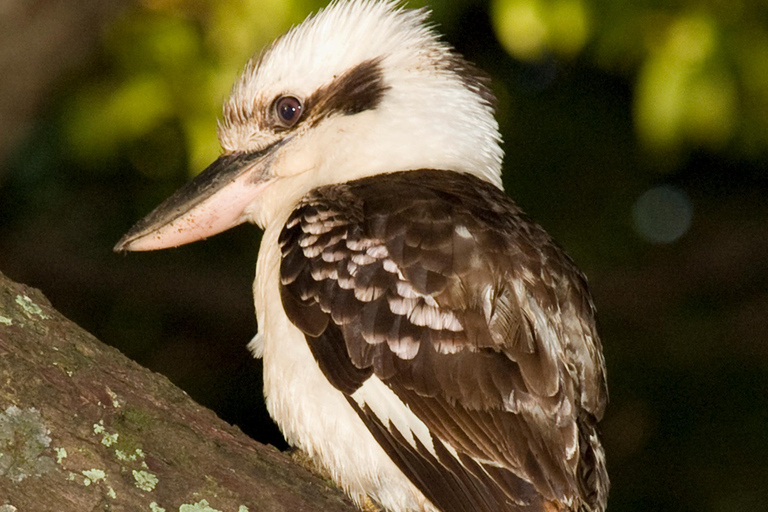 Cairns: Half-Day Premium 4WD Rainforest & Waterfall Tour Half Day Tour