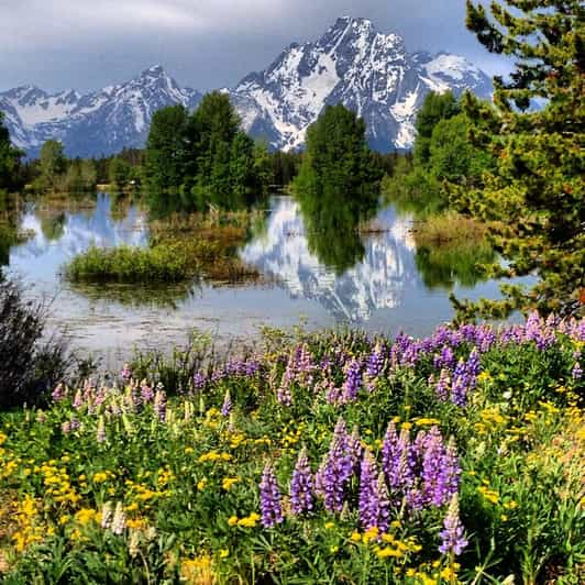 Grand Teton National Park: 4-Hour Wildlife Safari Adventure | GetYourGuide