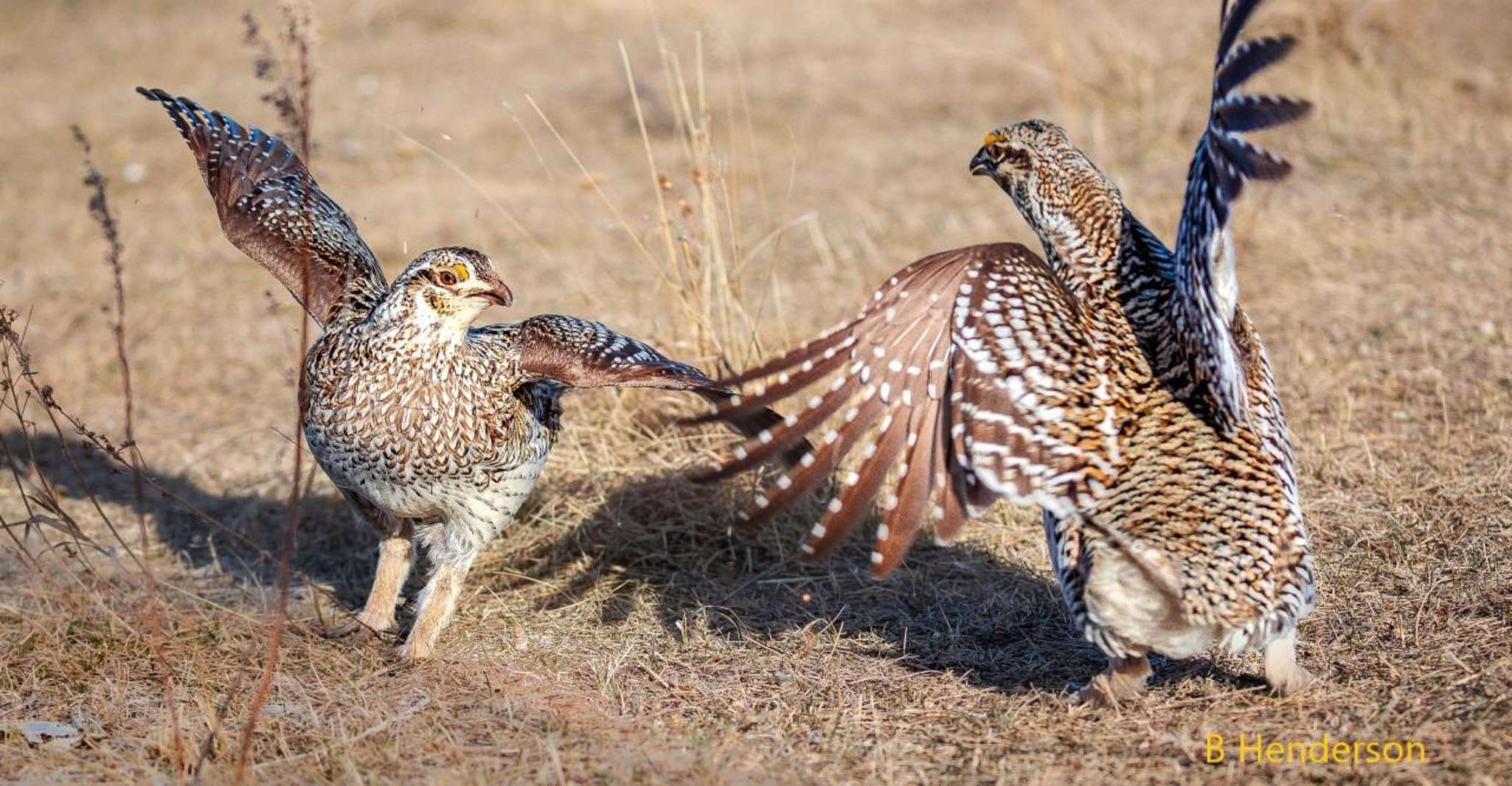 Saskatoon, Dancing Grouse Photography Tour - Housity