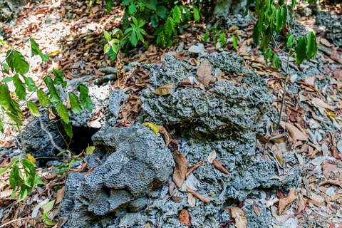 Exploring Nature's Treasures: A Private Day Trip in Diani Exploring Nature's Treasures: A Day Trip in Diani