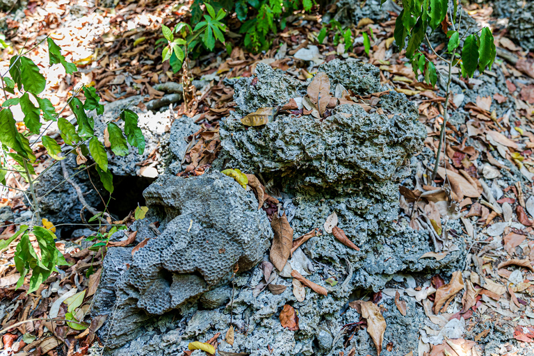 Exploring Nature's Treasures: A Private Day Trip in Diani Exploring Nature's Treasures: A Day Trip in Diani