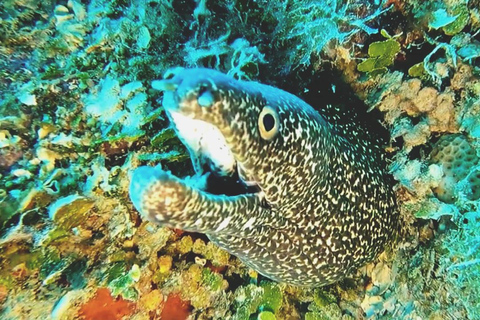 Mergulho na Ilha Catalina: 2 tanques - 2 pontos