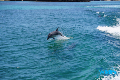 Perth: Rejs z delfinami i dziką przyrodą z lunchem