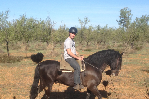 Von Sevilla aus: Andalusischer ReitausflugAb Sevilla: Ausritt durch Andalusien